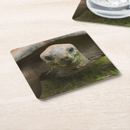 Aldabraのカメの食べ物を与えること スクエアペーパーコースター (アングル)