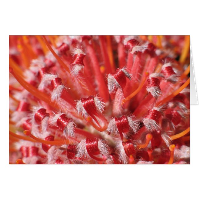 Alemanyの美しい (正面横)