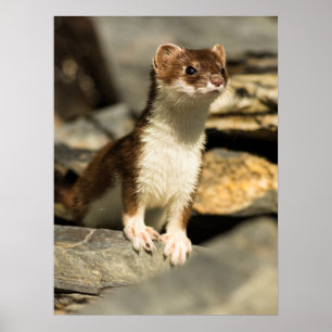 Alert Weasel ポスター