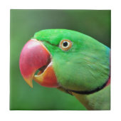 Alexandrineのインコ タイル (正面)