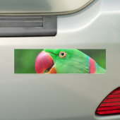 Alexandrineのインコ バンパーステッカー (車上)