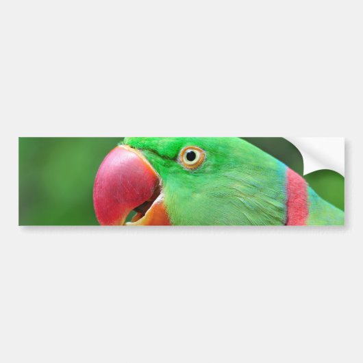 Alexandrineのインコ バンパーステッカー (正面)
