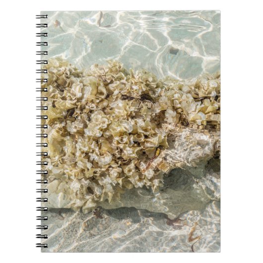 Algas Spiral Photo Notebook ノートブック (正面)