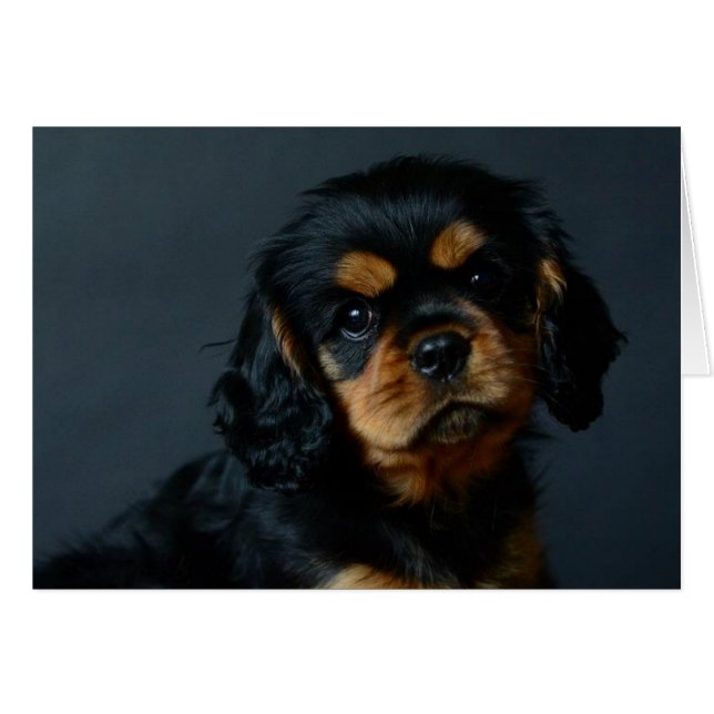 Alices desi.jpg (正面横)