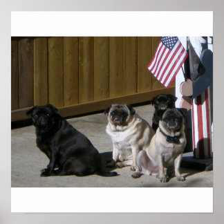All American Pugs ポスター