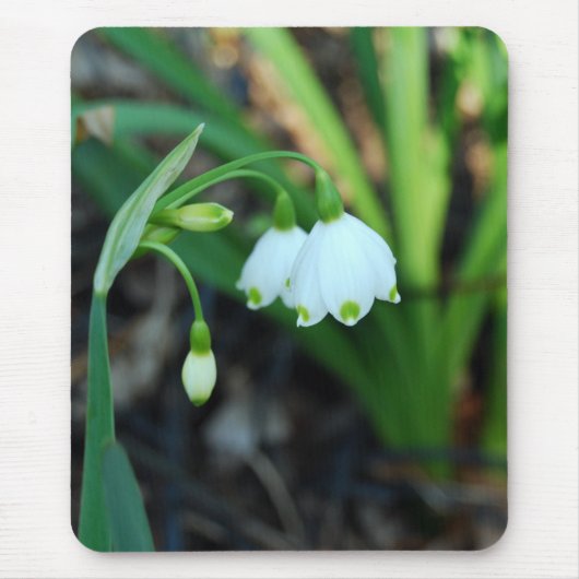 Alleghany敏感で白いSpurgeの花 マウスパッド (正面)