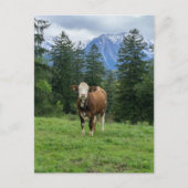 Allgaeuのかわいい牛 – Bavaria, Germany ポストカード (正面)