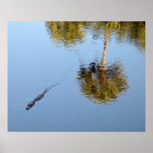 Alligator Swimming in a South Carolina Pond ポスター (正面)
