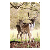 allow Deer of the English Estate フォトプリント (正面)