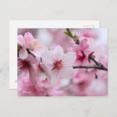 Almond [Postcard] ポストカード (正面/裏面)