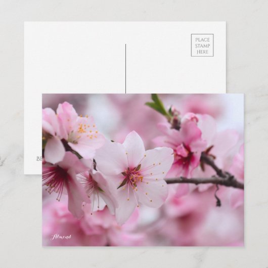 Almond [Postcard] ポストカード (正面/裏面)