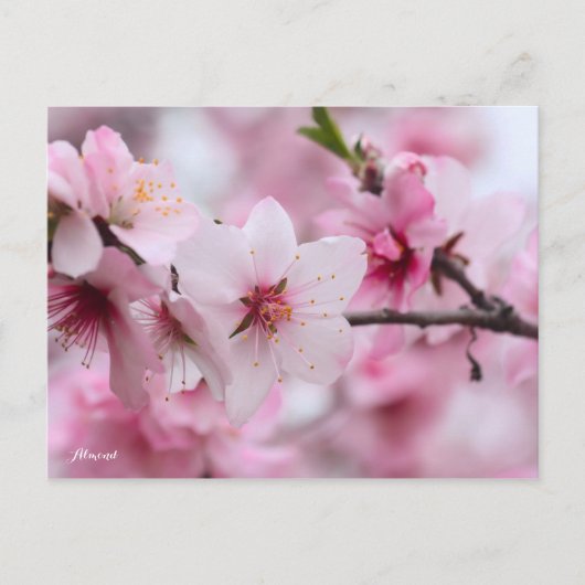 Almond [Postcard] ポストカード (正面)