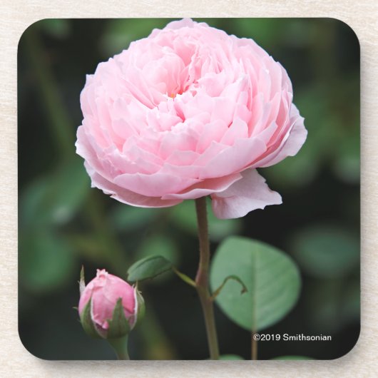 Alnwickの城は上がりました コースター (正面)