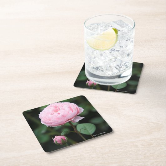 Alnwickの城は上がりました スクエアペーパーコースター (インサイチュ)