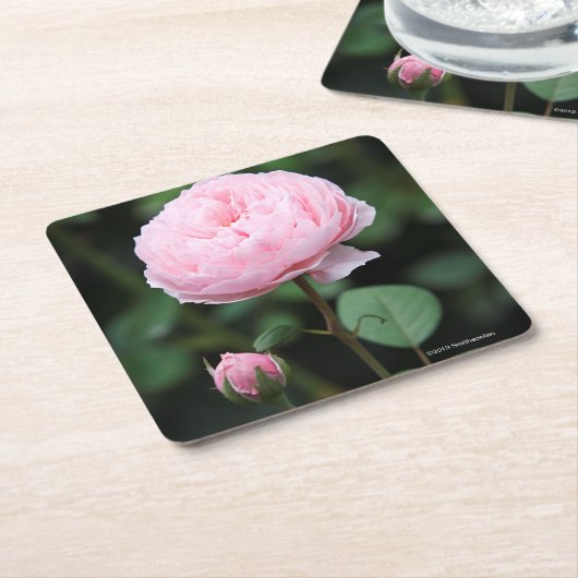 Alnwickの城は上がりました スクエアペーパーコースター (アングル)