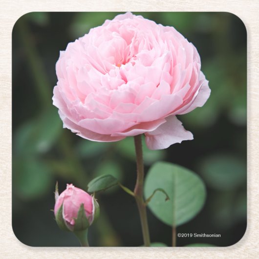 Alnwickの城は上がりました スクエアペーパーコースター (正面)