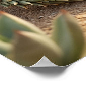 Aloe Lizard Desert Sun ポスター (角)
