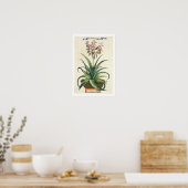 Aloe Vera Vulgaris, from 'Phytographia Crosa', p ポスター (キッチン)