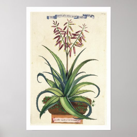 Aloe Vera Vulgaris, from 'Phytographia Crosa', p ポスター (正面)