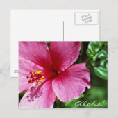 Aloha! Pink Hibiscus ポストカード (正面/裏面)