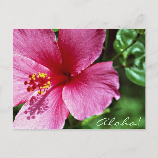 Aloha! Pink Hibiscus ポストカード (正面)