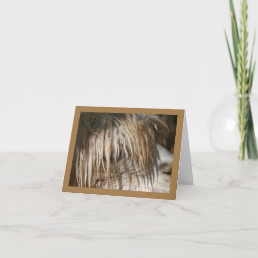 Alpacaクローズアップ – カード (正面)