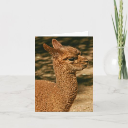 Alpaca Cria (ベビー) - "Papa's Surprince" カード (正面)