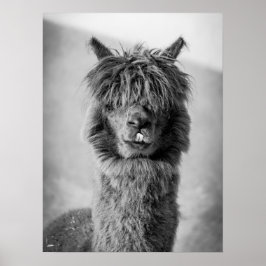 Alpaca Portrait Black and White ポスター