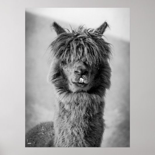 Alpaca Portrait Black and White ポスター (正面)