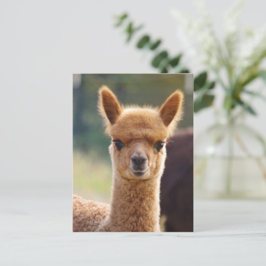 Alpaca Postcards ポストカード (スタンド正面)