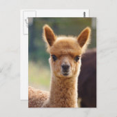 Alpaca Postcards ポストカード (正面/裏面)