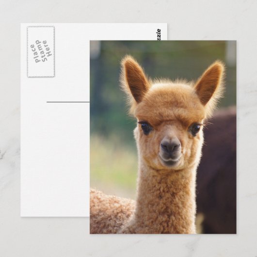 Alpaca Postcards ポストカード (正面/裏面)
