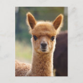 Alpaca Postcards ポストカード (正面)