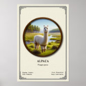 Alpaca Zoology Series ポスター (正面)