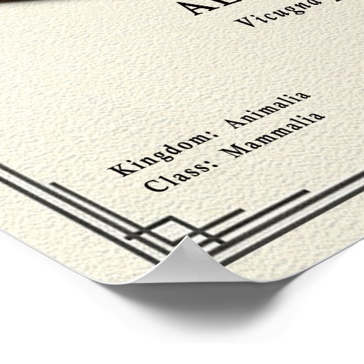 Alpaca Zoology Series ポスター (角)