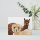 Alpacas in the Snow写真 ポストカード (スタンド正面)