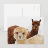 Alpacas in the Snow写真 ポストカード (正面/裏面)
