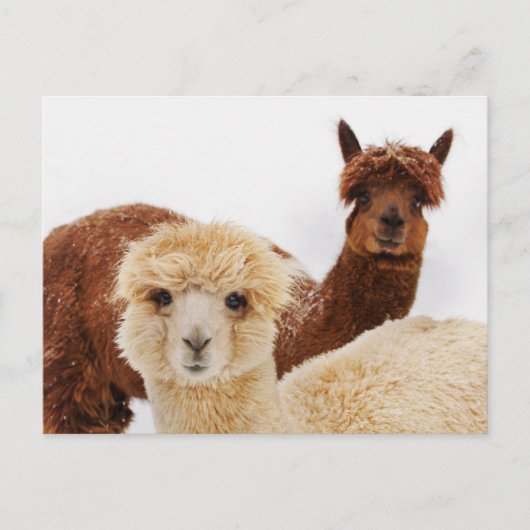 Alpacas in the Snow写真 ポストカード (正面)