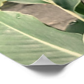 Alpínia purpurata ポスター (角)