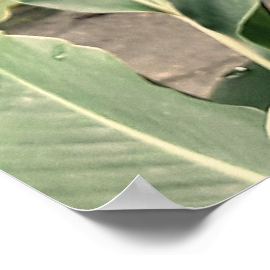 Alpínia purpurata ポスター (角)