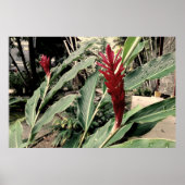 Alpínia purpurata ポスター (正面)