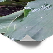 Alpínia purpurata 1 ポスター (角)