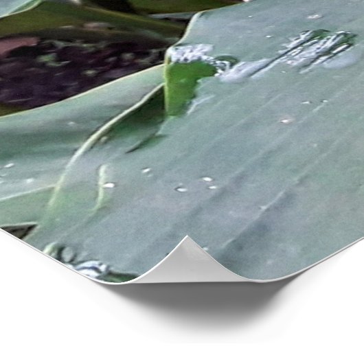 Alpínia purpurata 1 ポスター (角)