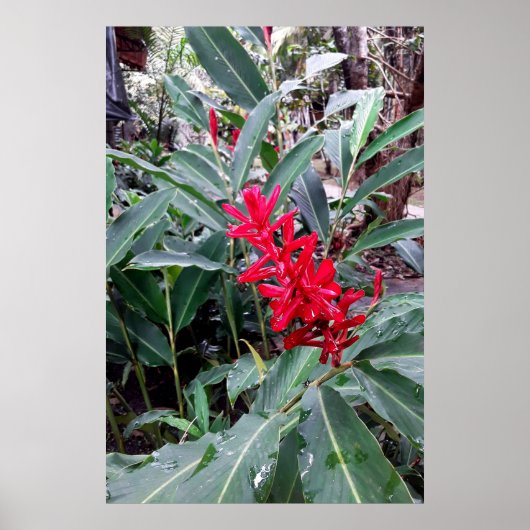 Alpínia purpurata 1 ポスター (正面)