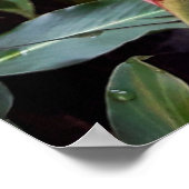 Alpínia purpurata 2 ポスター (角)