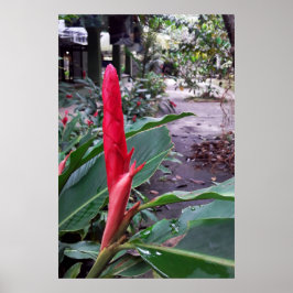 Alpínia purpurata 2 ポスター