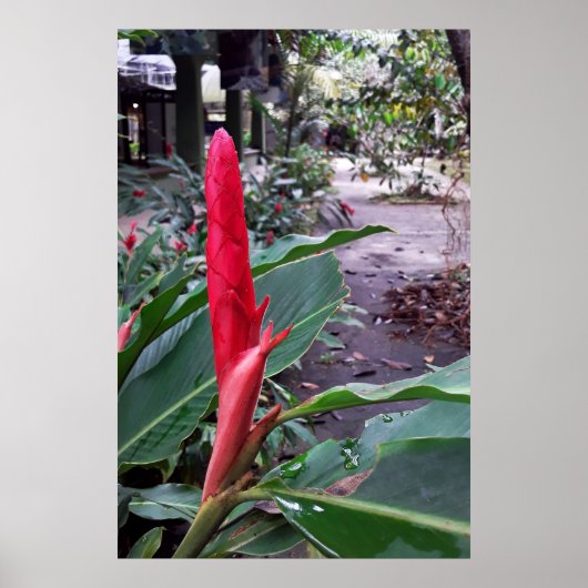 Alpínia purpurata 2 ポスター (正面)