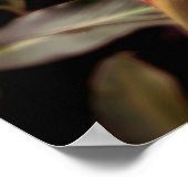 Alpínia purpurata 3 ポスター (角)