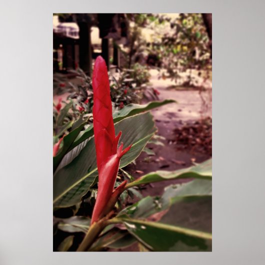 Alpínia purpurata 3 ポスター (正面)