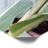 Alpínia purpurata 4 ポスター (角)